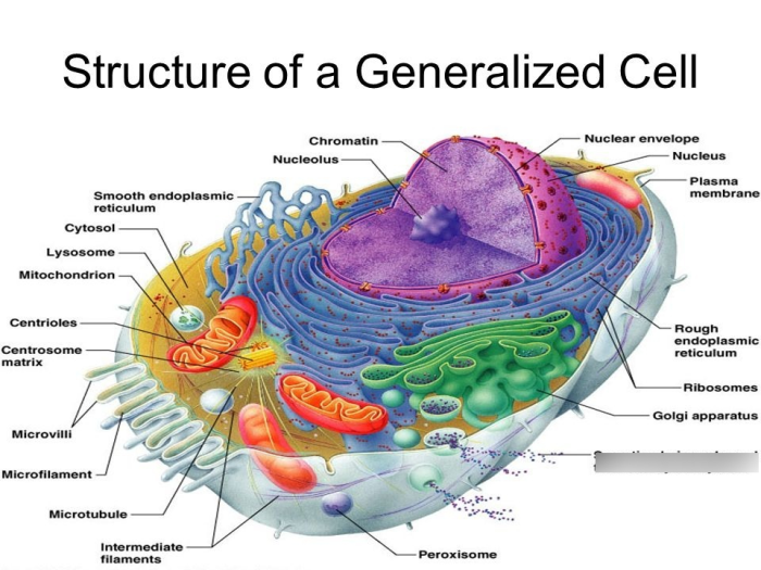 The cell anatomy and division exercise 3