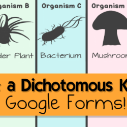 Amoeba sisters digestive system worksheet