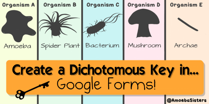 Amoeba sisters digestive system worksheet