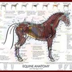 Horse breeds id 1 worksheet answer key