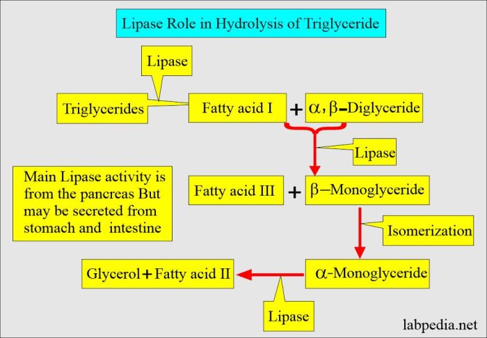 Lipase enzyme