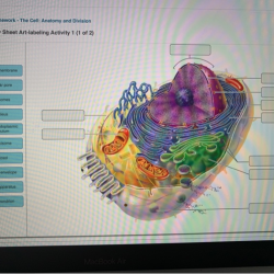 The cell anatomy and division exercise 3