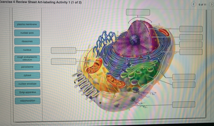 The cell anatomy and division exercise 3