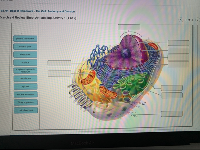 The cell anatomy and division exercise 3