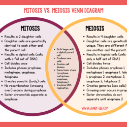 Meiosis mitosis ecdn