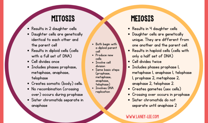 Meiosis mitosis ecdn