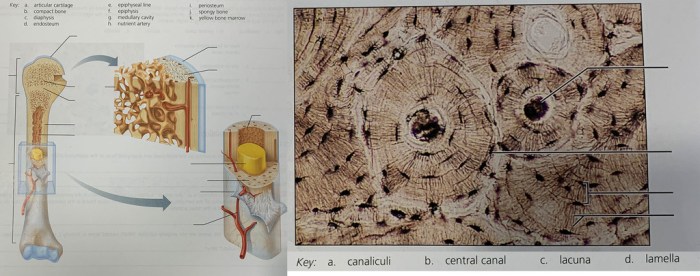 The cell anatomy and division exercise 3