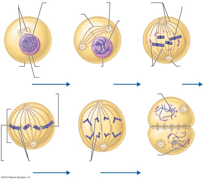 The cell anatomy and division exercise 3