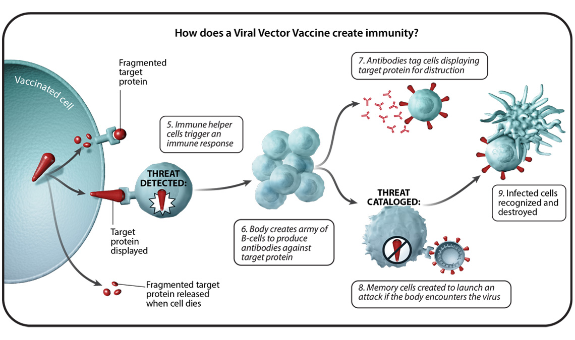 Vector recombinant vaccine