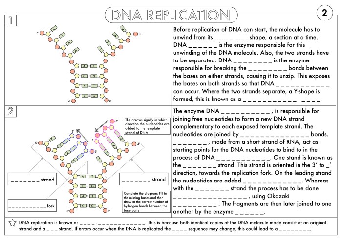 Worksheet on dna rna and protein synthesis answer key pdf