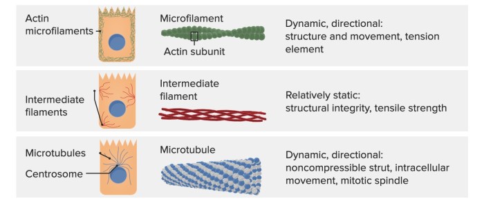 Which of the following statements about the cytoskeleton is true