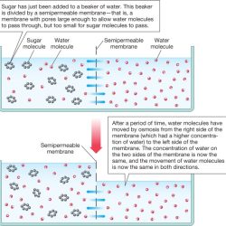 Beaker illustration salt two below concentrations solutions contains different measured water membrane but will questions molarity which diffusion permeable separated