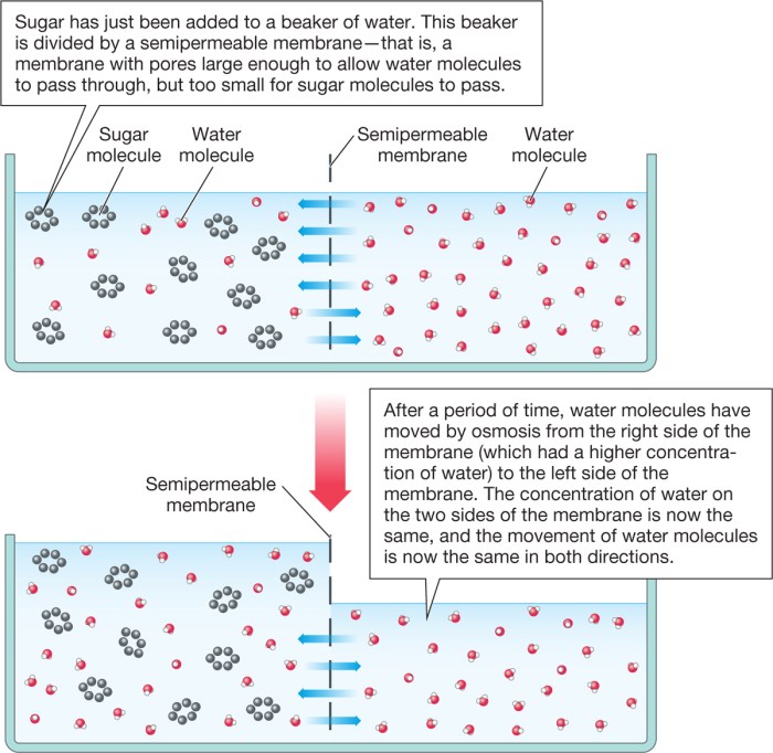 Beaker illustration salt two below concentrations solutions contains different measured water membrane but will questions molarity which diffusion permeable separated