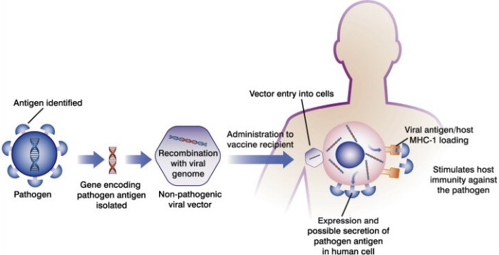 What type of vaccine involves host synthesis of viral antigens