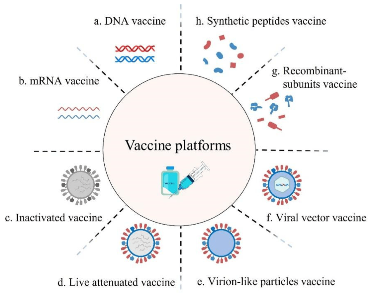 What type of vaccine involves host synthesis of viral antigens