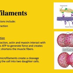 Which of the following statements about the cytoskeleton is true