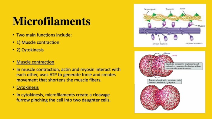 Which of the following statements about the cytoskeleton is true